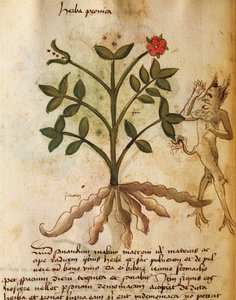 Herba Peonica alkotó: Italian School