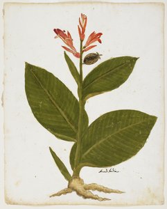 Indian Shot (Canna indica) (wc papíron) alkotó: Italian School