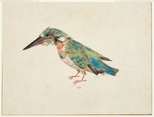 Kingfisher, c.1650-99 (black chalk, watercolor, bodycolour on laid paper, laid down, with brown ink framing lines on three edges) alkotó: Italian School
