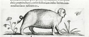 La manticore - Fortunio While "A szörnyek okairól szóló második könyvben". alkotó: Italian School
