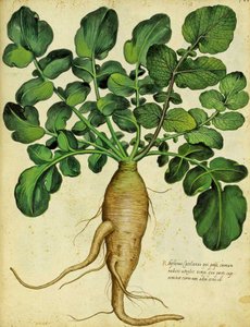 Hosszú fehér retek, Ulisse Aldrovandi alkotó: Italian School