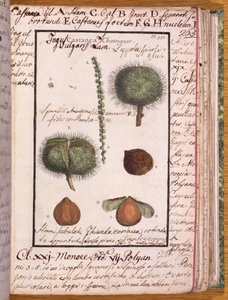 Ms 115 Chestnut, a Dizionario di Botanica cégtől (toll, tinta és WC papíron) alkotó: Italian School