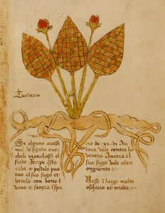 Ms 1591 Fol.19r Herba Teoderis (vellum) alkotó: Italian School