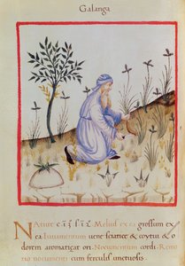 Ms 3054 f.22 Galangal betakarítása, „Tacuinum Sanitatis” (vellum) alkotó: Italian School