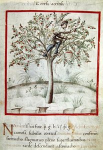 Ms 3054 f.25 Cseresznyeszedés, a „Tacuinum Sanitatis”-ból (vellum) alkotó: Italian School