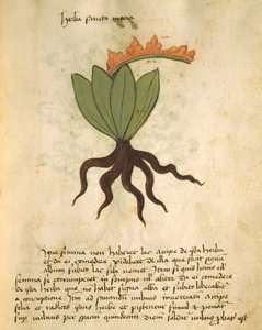 Ms 320 M Fol.28r Herb Santa Maria, a The Book of Herbarius, valamint az Orgione Rizzardo gyógyszerkészítési módszerei alkotó: Italian School