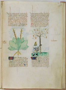 Ms Lat 993 L.9.28 fol.136r Terpentin gyűjtése, Pedanius Dioscorides (i.sz. 40-90) „Tractatus de Herbis” című művéből (vellum) alkotó: Italian School
