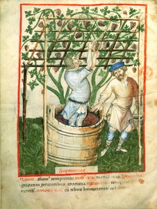 Nouv Acq Lat 1673 fol.103v Szőlő gyűjtése és préselése, Tacuinum Sanitatis, 1390-1400 körül alkotó: Italian School