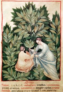 Nouv Acq Lat 1673 fol.34 Két nő zsályát szed, Tacuinum Sanitatisből, 1390-1400 körül alkotó: Italian School