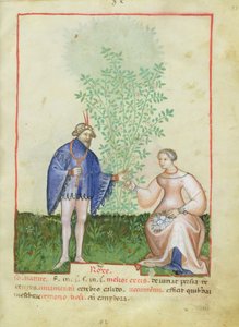 Nouv Acq Lat 1673 fol.83 Roses, Tacuinum Sanitatis, 1390-1400 körül alkotó: Italian School