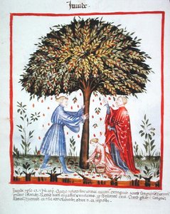 Nova 2644 fol.15v Gyűjtés Jujubes, a Tacuinum Sanitatis Codex Vindobonensisből (pergamen) alkotó: Italian School
