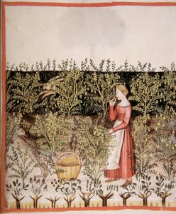 Nova 2644 fol.49 r Csicseriborsó szedése alkotó: Italian School