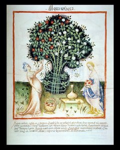 Nova 2644 fol.93r rózsavíz, a bécsi Tacuinum Sanitatis kódexből alkotó: Italian School