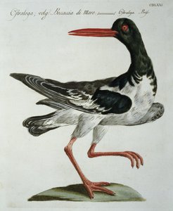 Oyster Catcher, 1767-76 körül (kézzel színezett gravírozás) alkotó: Italian School