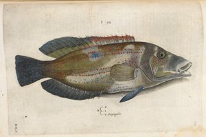 Papagáj (Nematistius pectoralis), illusztráció az „Aquatilium Animalium Historiæ liber primus”-ból, Ippolito Salviani alkotó: Italian School