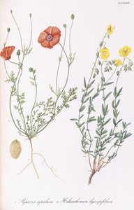 Papaver apulum és Helianthemum hyssopifolium, 1811-1838 alkotó: Italian School