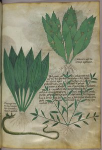 Nagy, széles levelű növények. Kígyó, 1440 körül (tinta és szín, pergamen) alkotó: Italian School