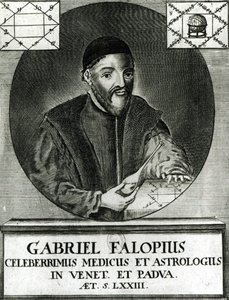 Gabriel Fallopius (1523-62) portréja alkotó: Italian School