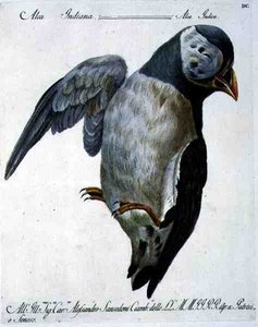 Puffin, 1767-76 körül (kézzel színezett metszet) alkotó: Italian School