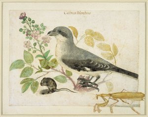 Shrike és egy imádkozó sáska (wc papíron) (a Cassiano dal Pozzo Papírmúzeum számára) alkotó: Italian School