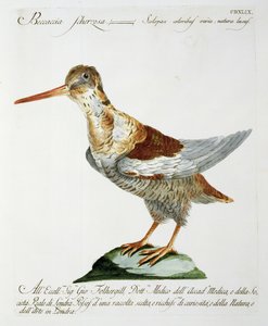 Snipe, 1767-76 körül (kézzel színezett metszet) alkotó: Italian School