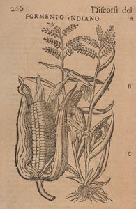 Matthioli M. P. A. beszédei javítva és kiegészítve. Természetes, élő növényekből és állatokból készült ábrákkal, sokkal nagyobb számban, mint a később nyomtatott többi, 266. o. alkotó: Italian School