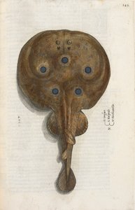 Torpedóhal, illusztráció az „Aquatilium Animalium Historiæ liber primus”-ból, Ippolito Salviani alkotó: Italian School