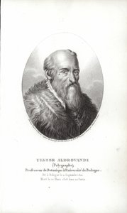 Ulisse Aldrovandi alkotó: Italian School