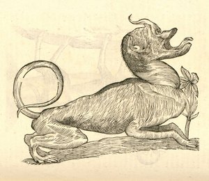 Canis monstroso capite illusztrációja Aldrovandis Szörnyek története , 1642 alkotó: Italian School