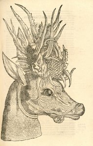 Capreolus Polyceros illusztrációja Aldrovandis Szörnyek története , 1642 alkotó: Italian School