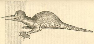 Draco marinus monophthalmos bipes illusztrációja Aldrovandis Szörnyek története , 1642 alkotó: Italian School
