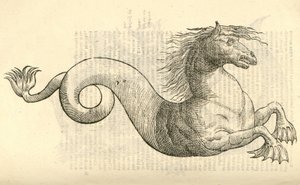 Equus marinus monstrosus illusztrációja Aldrovandis Szörnyek története , 1642 alkotó: Italian School