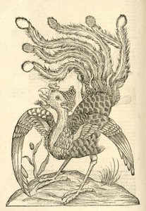 Gallus Indicus auritus tridactylus illusztrációja az Aldrovandis Szörnyek története , 1642 - ből alkotó: Italian School