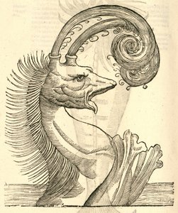 Pseudophyseter illusztrációja az Aldrovandis History of Monsters-ből, 1642 alkotó: Italian School