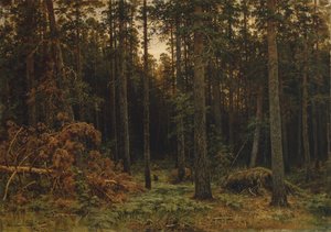 Fenyőfa, 1885