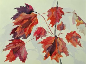 24. sz. őszi juharlevelek (wc)