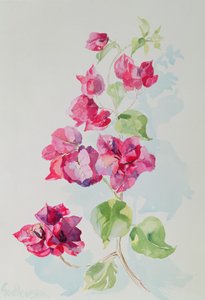 No.2 Bougainvillea Red (wc) alkotó: Izabella Godlewska de Aranda