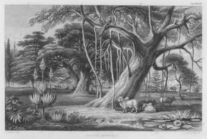 Banyan, Boabob stb (színes metszet)