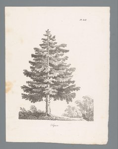 ezüstfenyő Sapin (cím az objektumon) Fák tanulmányozása (sorozat címe) Etudes d