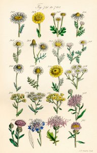 A British Wild Flowers színes illusztrációinak oldala J. E. Sowerby és C. P. Johnson műve után