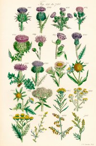 A British Wild Flowers színes illusztrációinak oldala J. E. Sowerby és C. P. Johnson műve után
