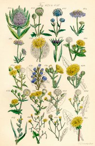 A British Wild Flowers színes illusztrációinak oldala J. E. Sowerby és C. P. Johnson műve után