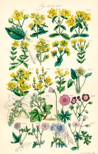 A British Wild Flowers színes illusztrációinak oldala J. E. Sowerby és C. P. Johnson műve után