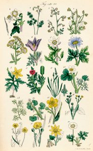 A British Wild Flowers színes illusztrációinak oldala J. E. Sowerby és C. P. Johnson műve után