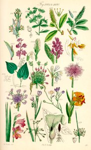 A British Wild Flowers színes illusztrációinak oldala J. E. Sowerby és C. P. Johnson műve után