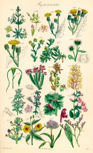 A British Wild Flowers színes illusztrációinak oldala J. E. Sowerby és C. P. Johnson műve után