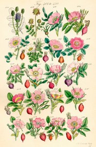A British Wild Flowers színes illusztrációinak oldala J. E. Sowerby és C. P. Johnson műve után