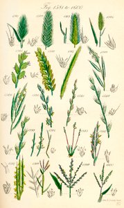 A British Wild Flowers színes illusztrációinak oldala J. E. Sowerby és C. P. Johnson műve után