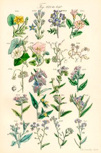 A British Wild Flowers színes illusztrációinak oldala J. E. Sowerby és C. P. Johnson műve után