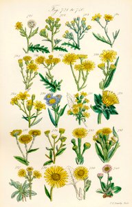A British Wild Flowers színes illusztrációinak oldala J. E. Sowerby és C. P. Johnson műve után